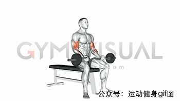 30張肌肉動圖譜告訴你，手臂肌肉怎么練