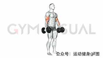 30張肌肉動圖譜告訴你，手臂肌肉怎么練