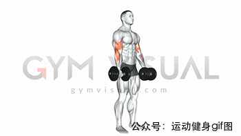 30張肌肉動圖譜告訴你，手臂肌肉怎么練