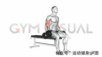 30張肌肉動圖譜告訴你，手臂肌肉怎么練