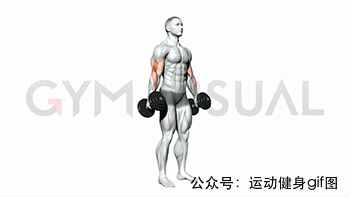 30張肌肉動圖譜告訴你，手臂肌肉怎么練
