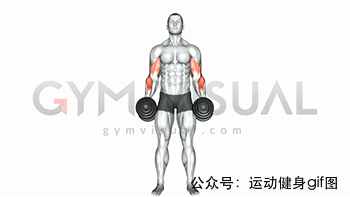 30張肌肉動圖譜告訴你，手臂肌肉怎么練
