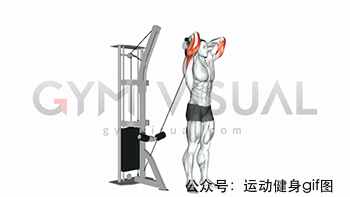 30張肌肉動圖譜告訴你，手臂肌肉怎么練