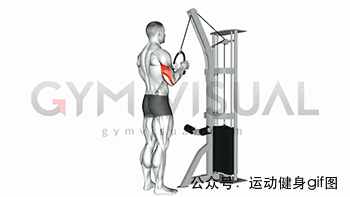 30張肌肉動圖譜告訴你，手臂肌肉怎么練