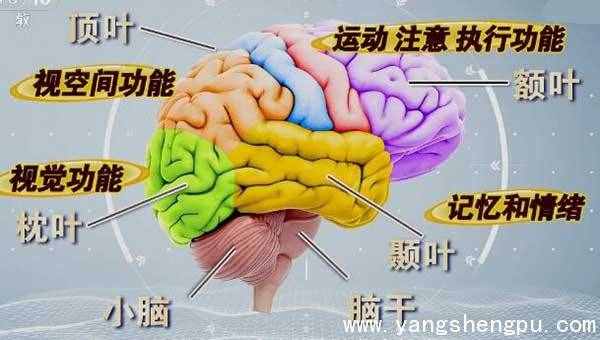 大腦的結(jié)構(gòu)