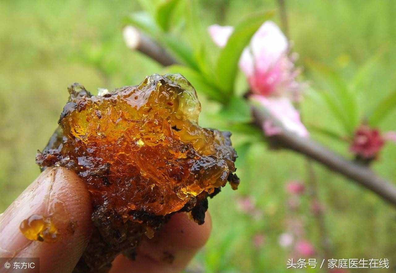 不起眼的桃膠，原來還有這3種妙用，別看走眼了