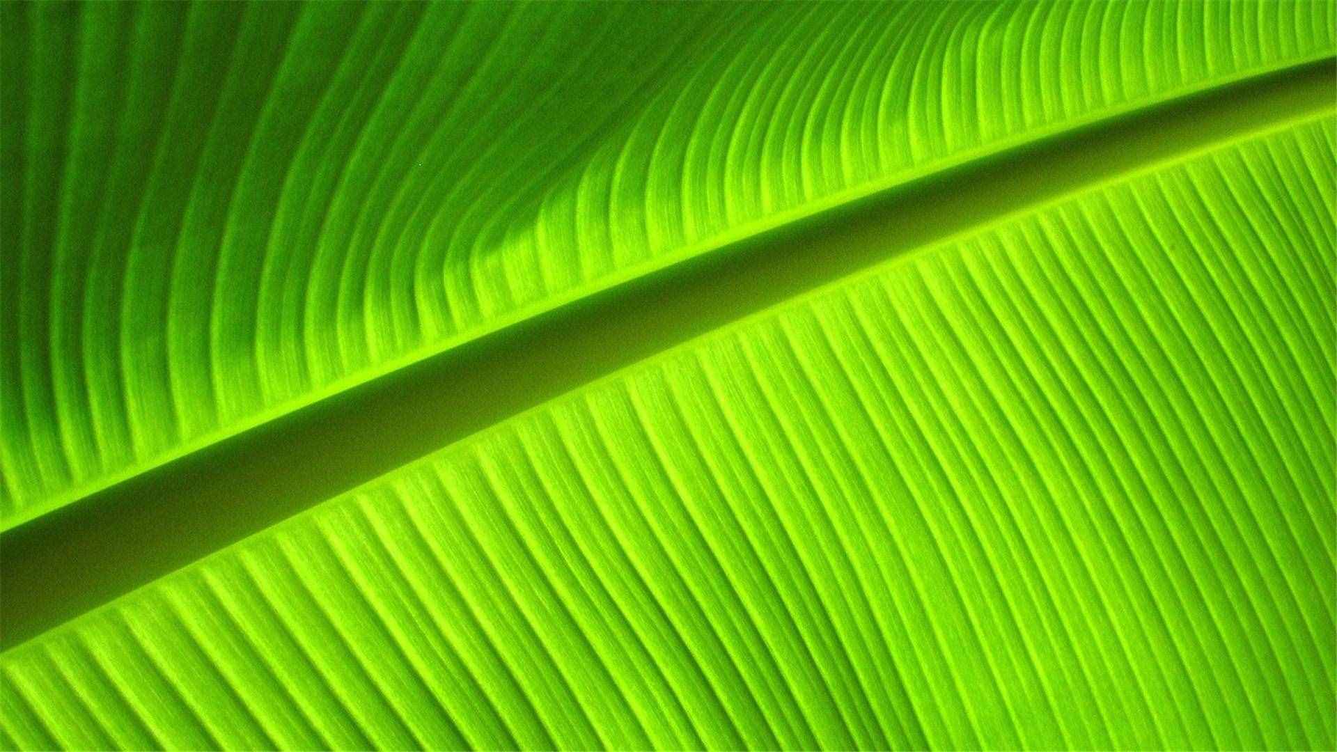 82張護(hù)眼電腦桌面壁紙，超多超全，唯美漂亮