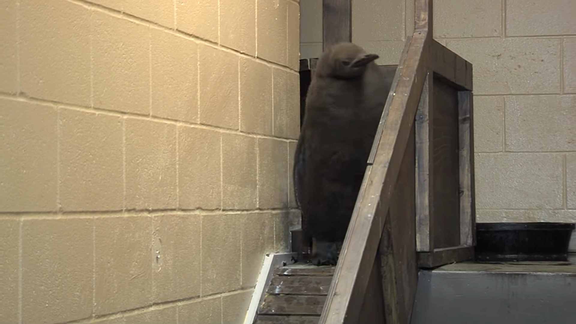 你知道嗎？原來企鵝是一只“鳥”