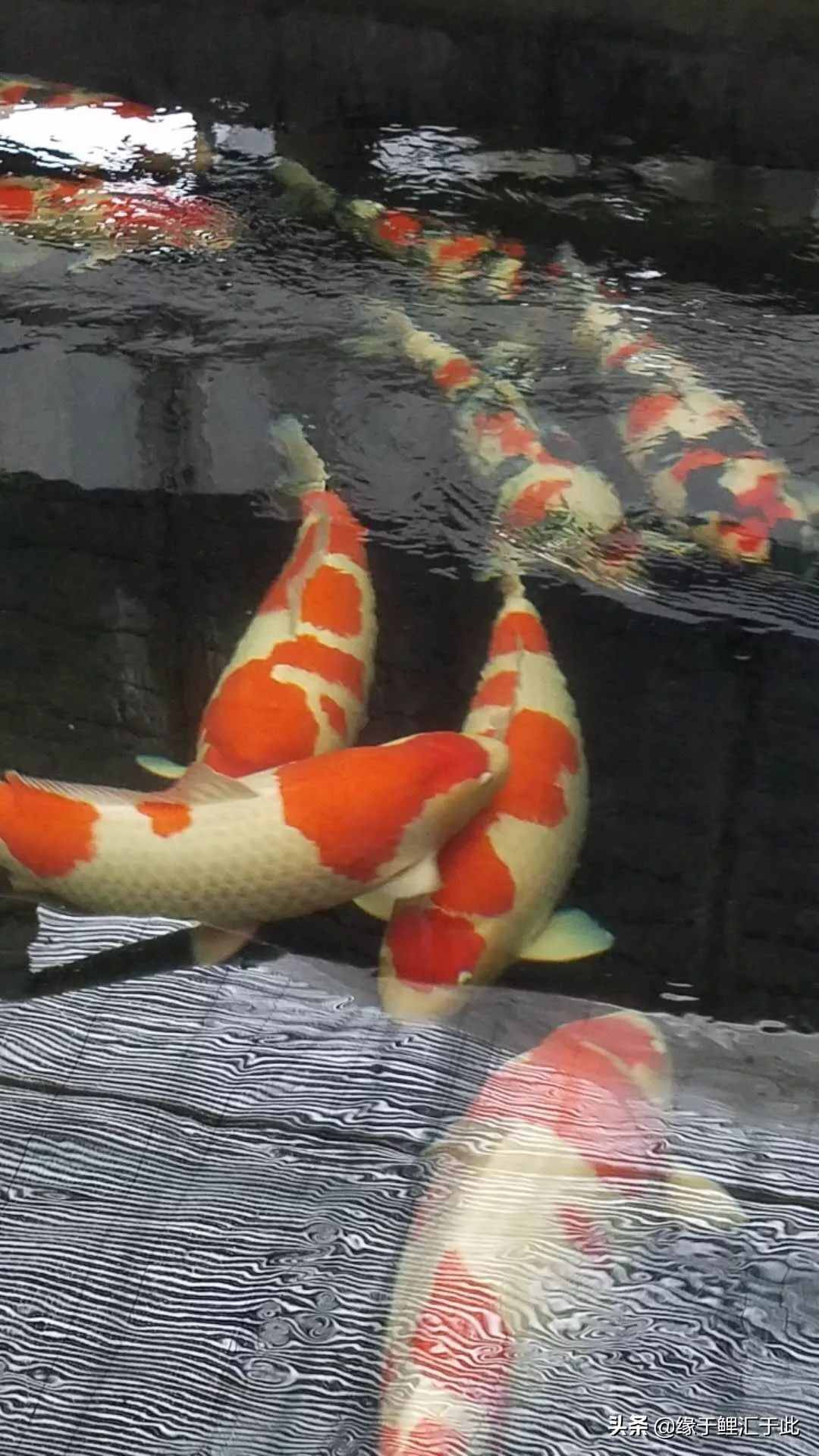 錦鯉淵源，寓意吉祥