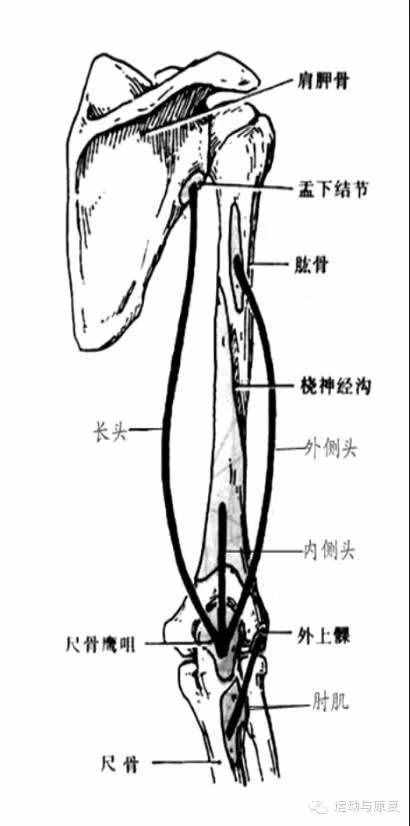 肘關(guān)節(jié)伸的肌肉——肱三頭肌＆肘肌