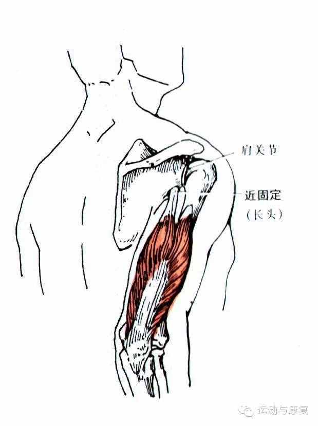 肘關(guān)節(jié)伸的肌肉——肱三頭?。χ饧?class=