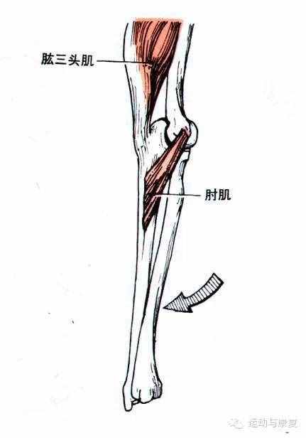 肘關(guān)節(jié)伸的肌肉——肱三頭?。χ饧?class=