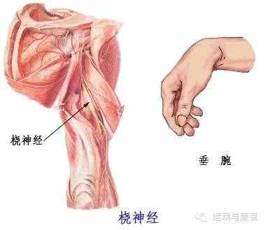 肘關(guān)節(jié)伸的肌肉——肱三頭?。χ饧?class=
