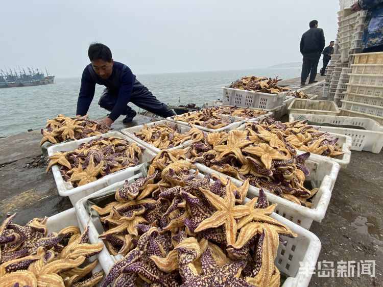 海星入侵漁民損失慘重 網(wǎng)友：能吃嗎？好吃嗎？怎么吃？