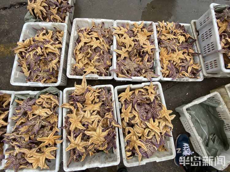 海星入侵漁民損失慘重 網(wǎng)友：能吃嗎？好吃嗎？怎么吃？