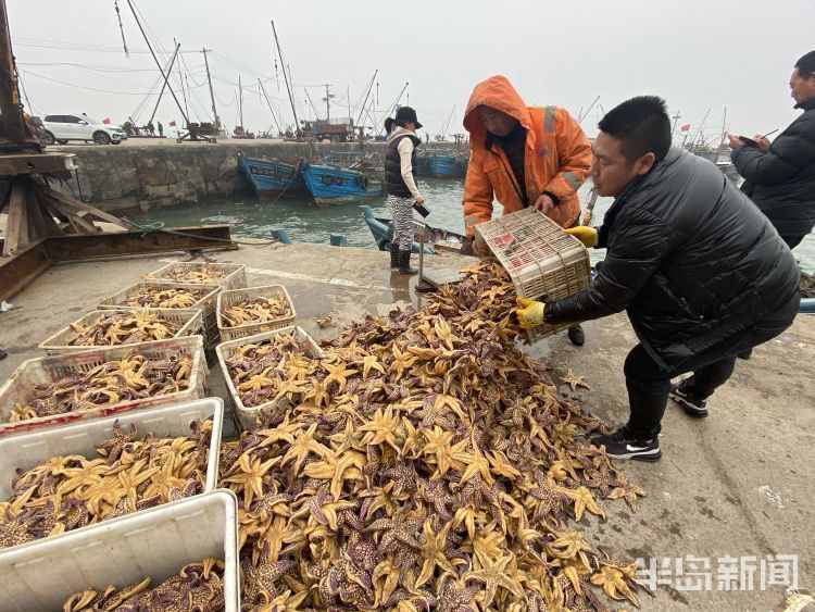 海星入侵漁民損失慘重 網(wǎng)友：能吃嗎？好吃嗎？怎么吃？