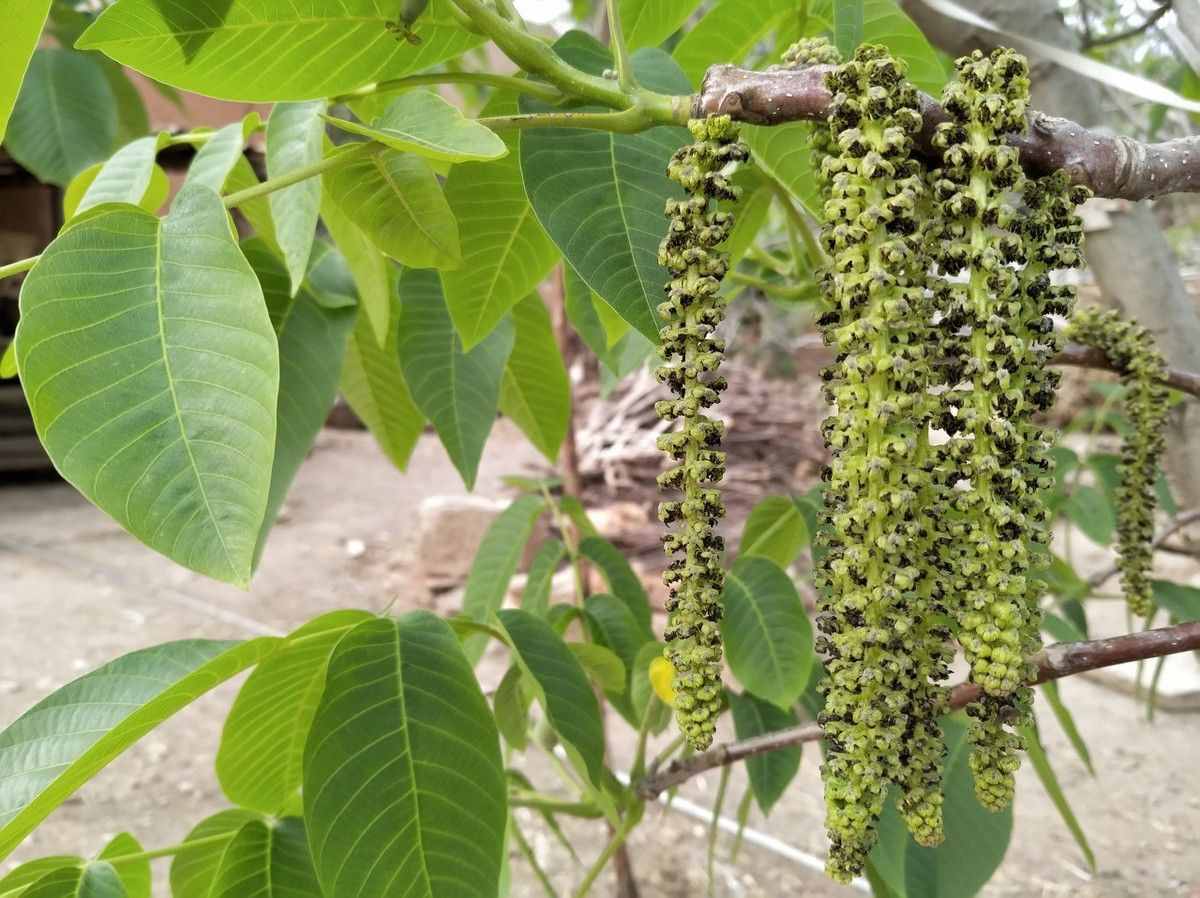 農(nóng)村的核桃花你吃過嗎？學會美食新做法，清香可口更美味