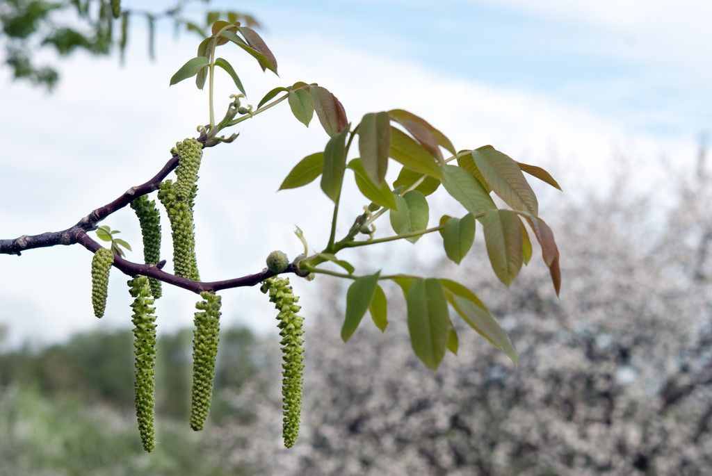 農(nóng)村的核桃花你吃過嗎？學會美食新做法，清香可口更美味