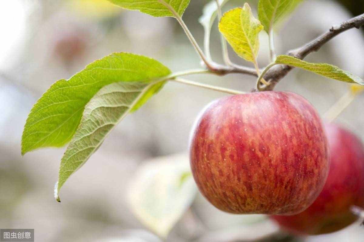 “一天一個(gè)蘋果”是人們熟知的健康口號(hào)，今天來說說蘋果的功效