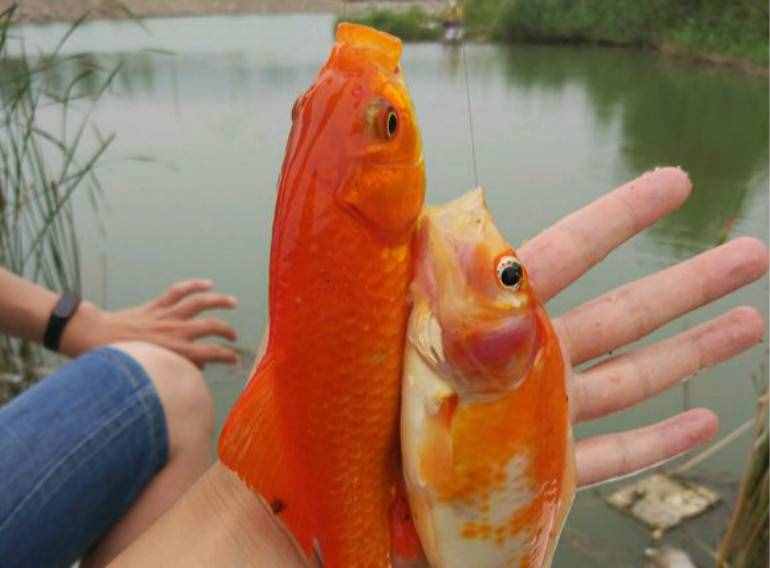 30元可以釣一天的塘，里面全是紅鯽魚，這種鯽魚能吃嗎？