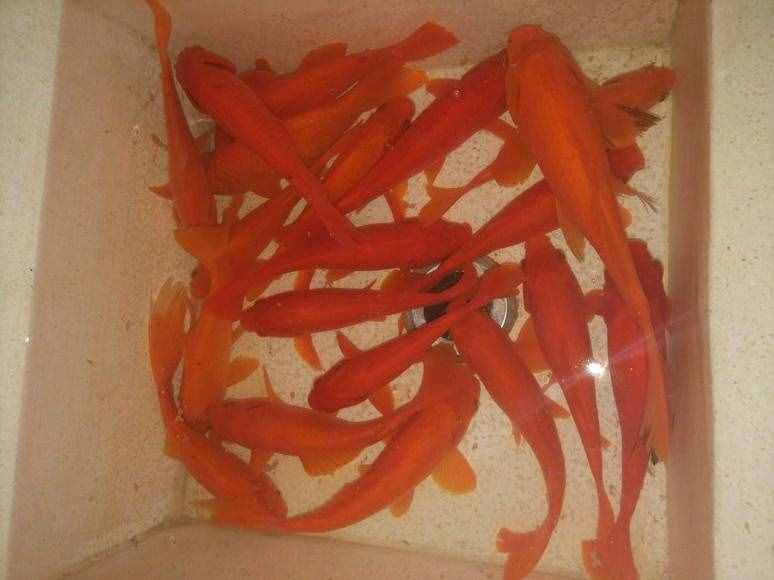 30元可以釣一天的塘，里面全是紅鯽魚，這種鯽魚能吃嗎？