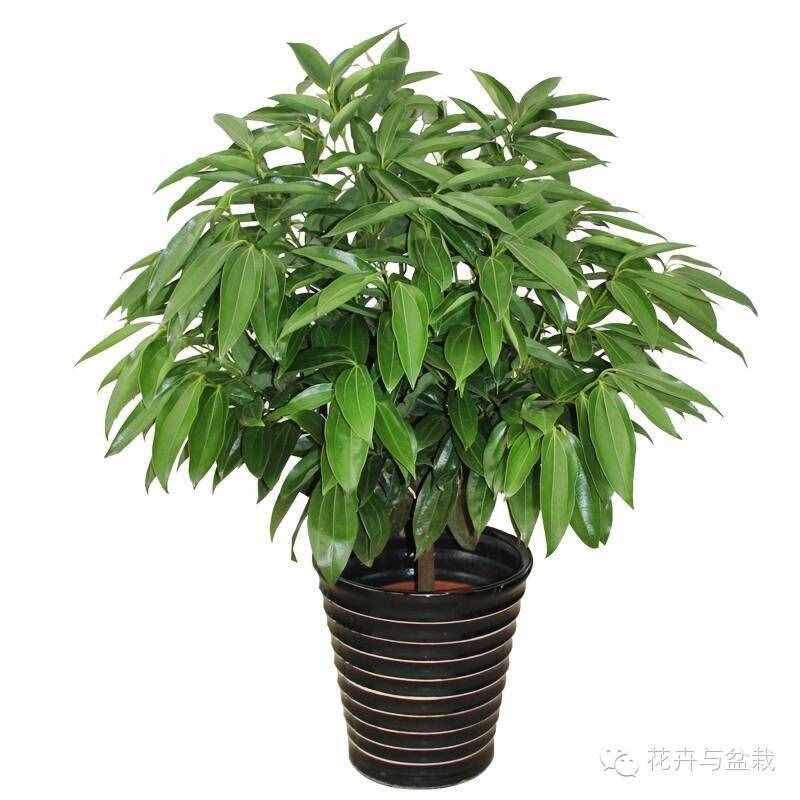 18種最好的大型室內(nèi)植物，擺家里和辦公室最好不過(guò)啦