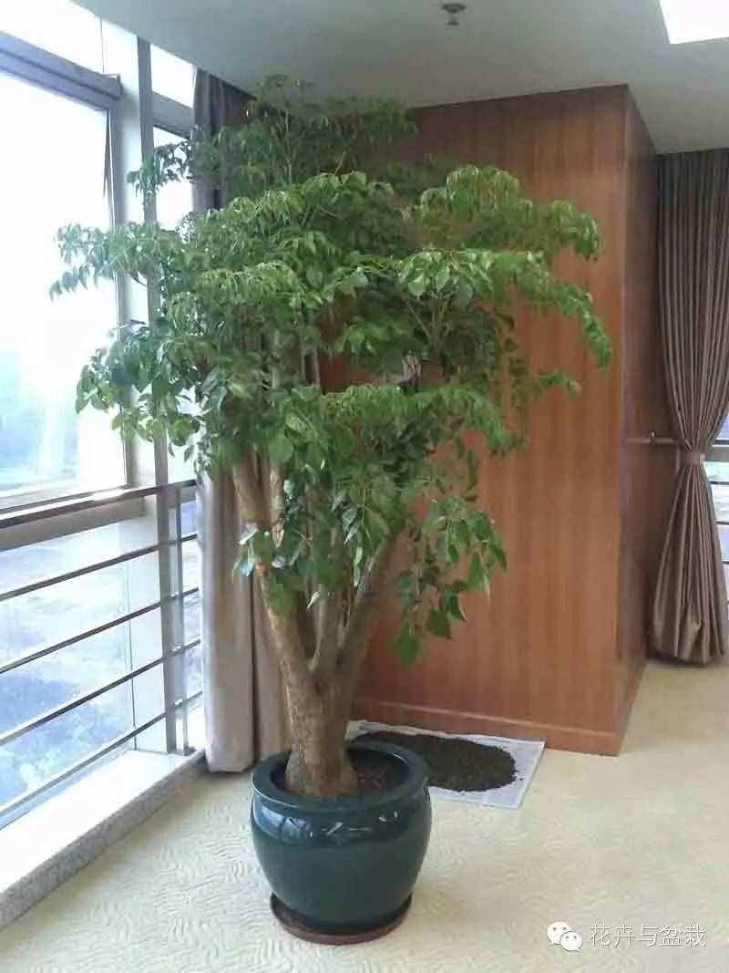 18種最好的大型室內(nèi)植物，擺家里和辦公室最好不過(guò)啦