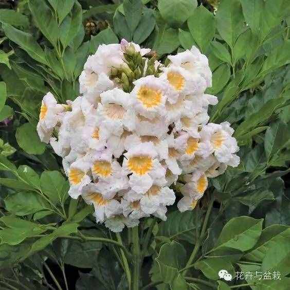 18種最好的大型室內(nèi)植物，擺家里和辦公室最好不過(guò)啦