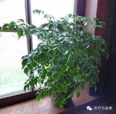 18種最好的大型室內(nèi)植物，擺家里和辦公室最好不過(guò)啦