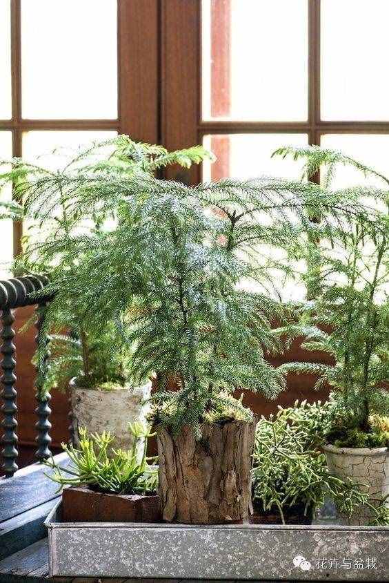18種最好的大型室內(nèi)植物，擺家里和辦公室最好不過(guò)啦