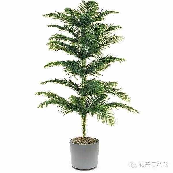 18種最好的大型室內(nèi)植物，擺家里和辦公室最好不過(guò)啦