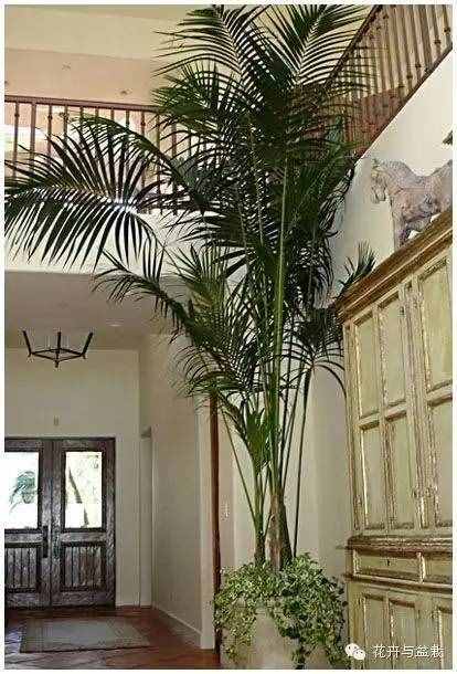 18種最好的大型室內(nèi)植物，擺家里和辦公室最好不過(guò)啦