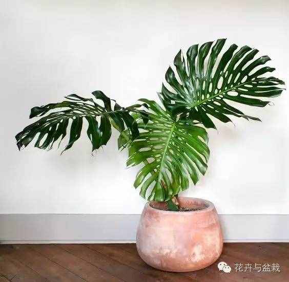 18種最好的大型室內(nèi)植物，擺家里和辦公室最好不過(guò)啦
