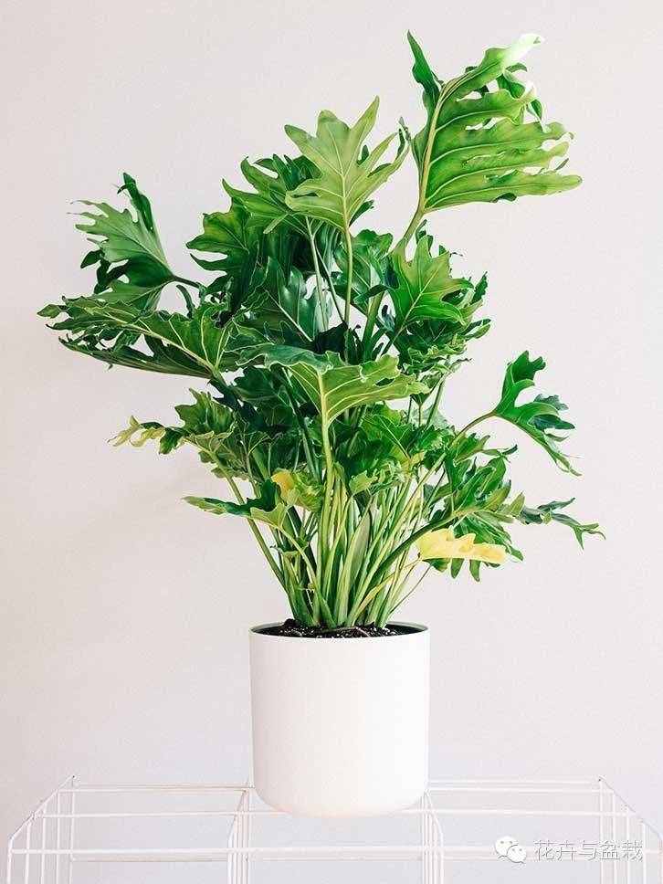18種最好的大型室內(nèi)植物，擺家里和辦公室最好不過(guò)啦