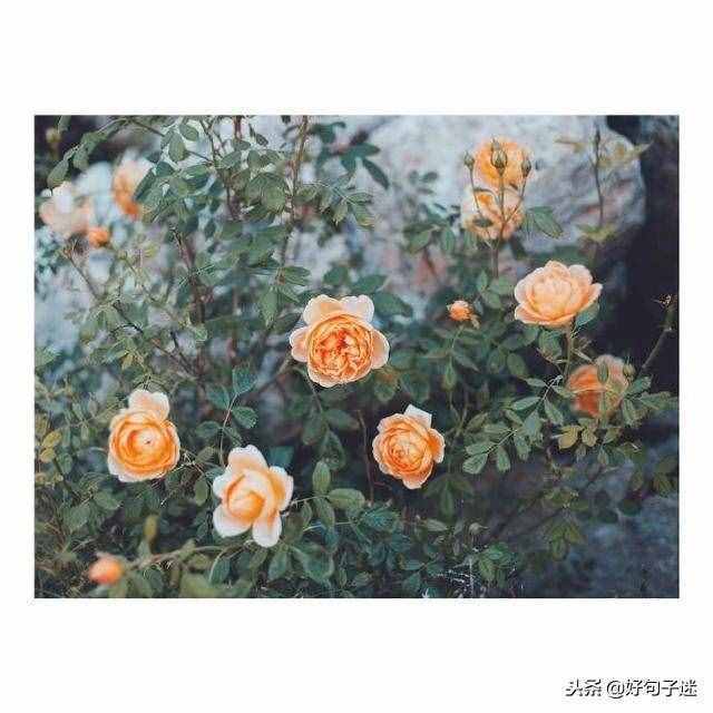 簡單的元旦祝福語，句句溫馨，挑幾句發(fā)給朋友吧！