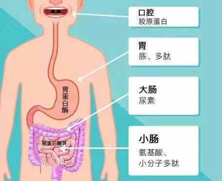 吃膠原蛋白能美容養(yǎng)顏？營(yíng)養(yǎng)專家：大量食用可以有效緩解...饑餓