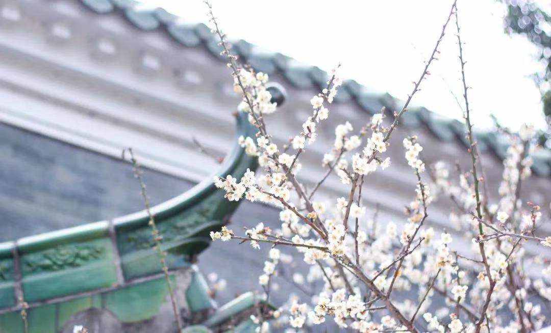 蘿崗香雪公園：曾經(jīng)是羊城八景之一，如今成為廣州賞梅打卡勝地