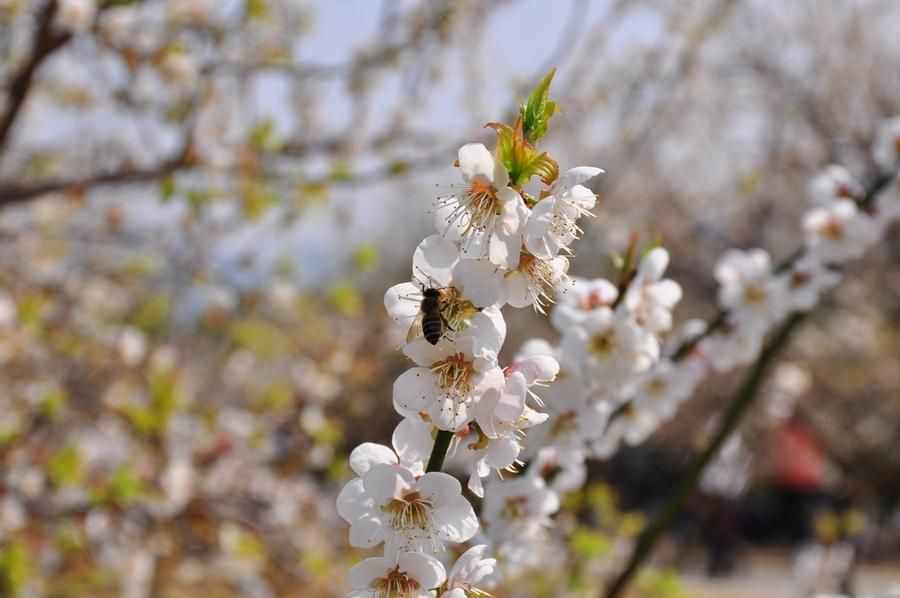 蘿崗香雪公園：曾經(jīng)是羊城八景之一，如今成為廣州賞梅打卡勝地