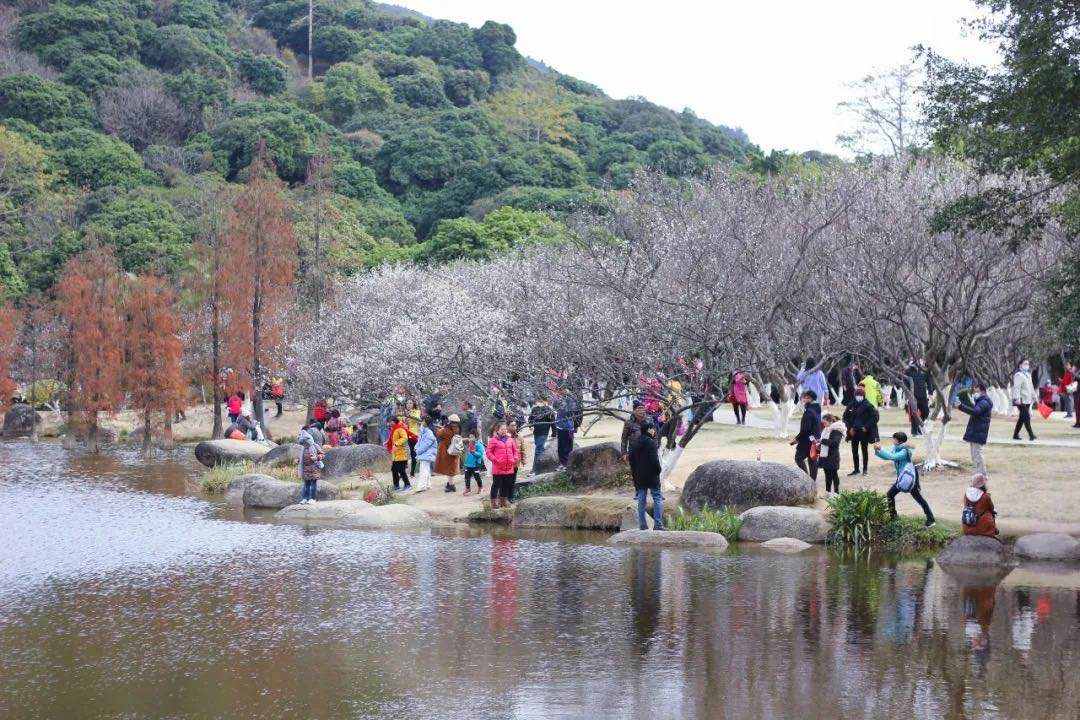 蘿崗香雪公園：曾經(jīng)是羊城八景之一，如今成為廣州賞梅打卡勝地