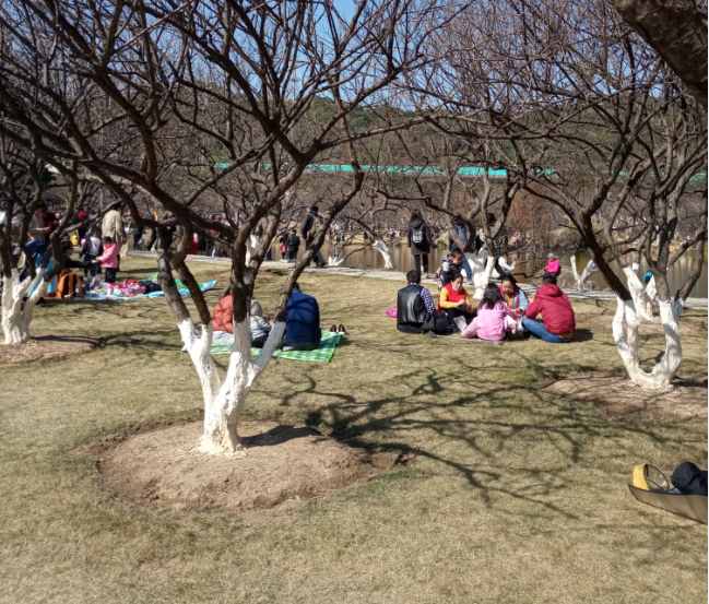 蘿崗香雪公園：曾經(jīng)是羊城八景之一，如今成為廣州賞梅打卡勝地