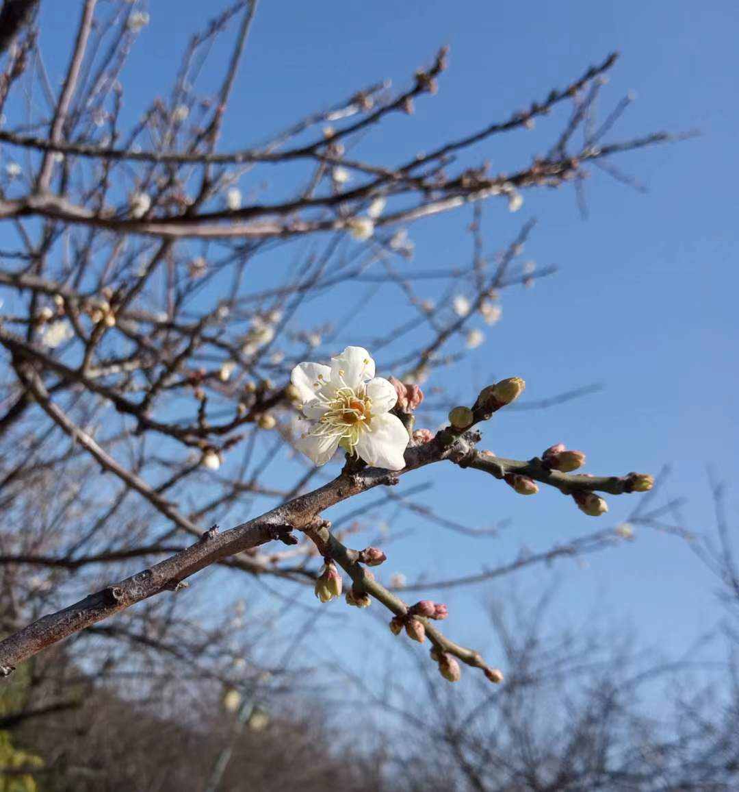 蘿崗香雪公園：曾經(jīng)是羊城八景之一，如今成為廣州賞梅打卡勝地