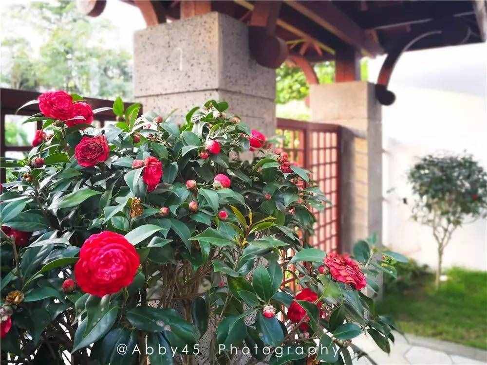 夏日到廈門旅游，充滿異域風(fēng)情的酒店民宿，看下有沒有你喜歡的？
