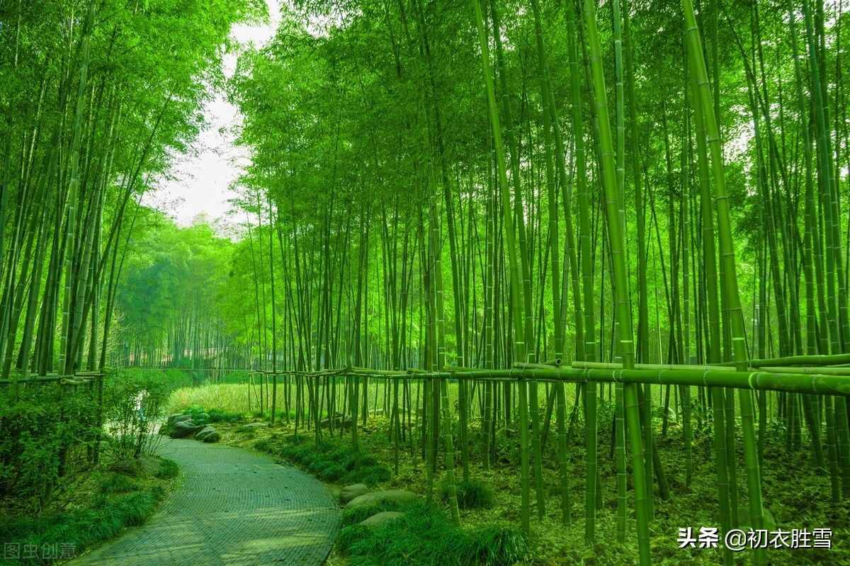 夏日竹詩六首清賞：窗前一叢竹，竹中窺落日