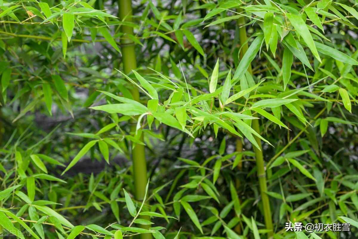 夏日竹詩六首清賞：窗前一叢竹，竹中窺落日
