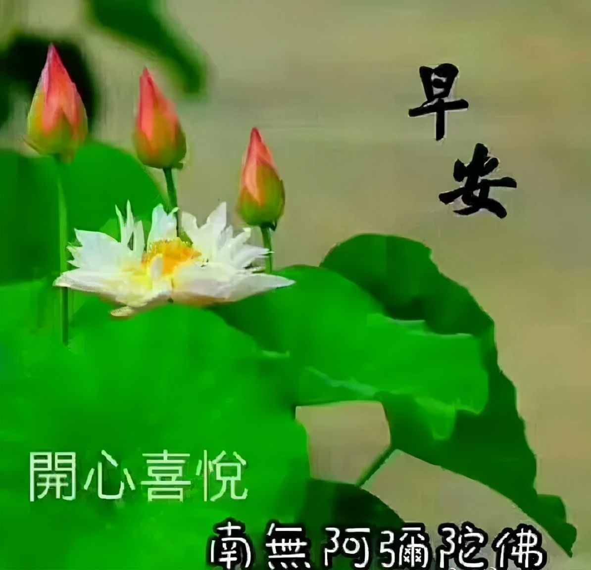 花是牡丹最美，人為朋友最親，交友不交金和銀，只交朋友一顆心