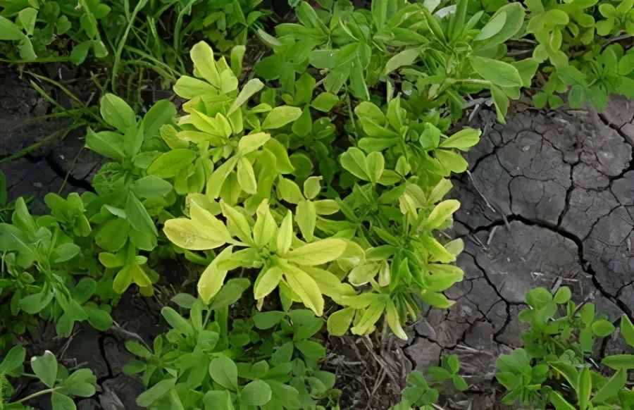 土壤微量元素功能及缺素診斷