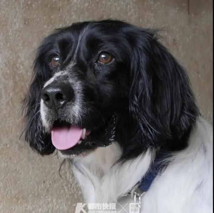警犬界勞模！BINGO不僅是條網(wǎng)紅犬，還是一只社會狗，今天照常出勤訓練