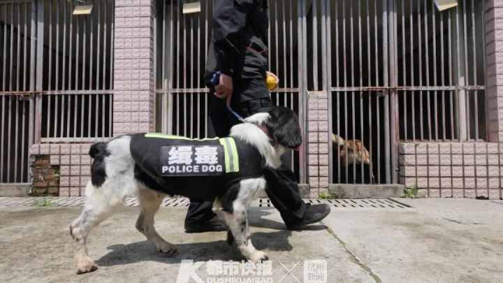 警犬界勞模！BINGO不僅是條網(wǎng)紅犬，還是一只社會狗，今天照常出勤訓練