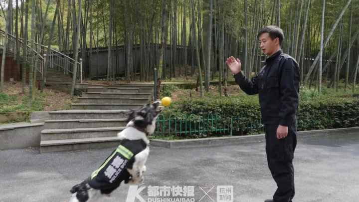 警犬界勞模！BINGO不僅是條網(wǎng)紅犬，還是一只社會狗，今天照常出勤訓練