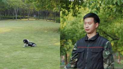 警犬界勞模！BINGO不僅是條網(wǎng)紅犬，還是一只社會狗，今天照常出勤訓練